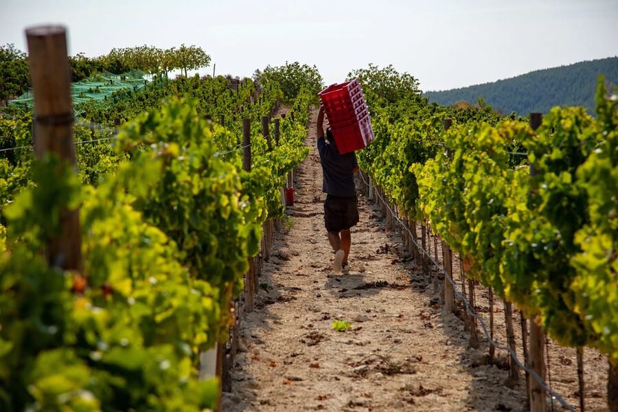 Discover the Essence of Ibiza’s rich wine culture - Entering the estate: the story behind the Ibiza wines