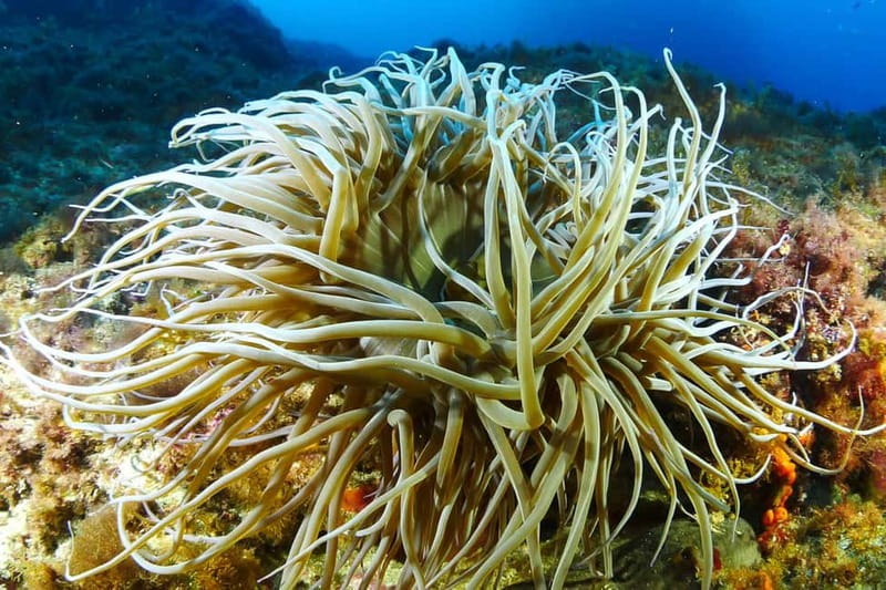 Ibiza Scuba Diving for Beginners and Snorkeling - Price in context: what $170 gets you