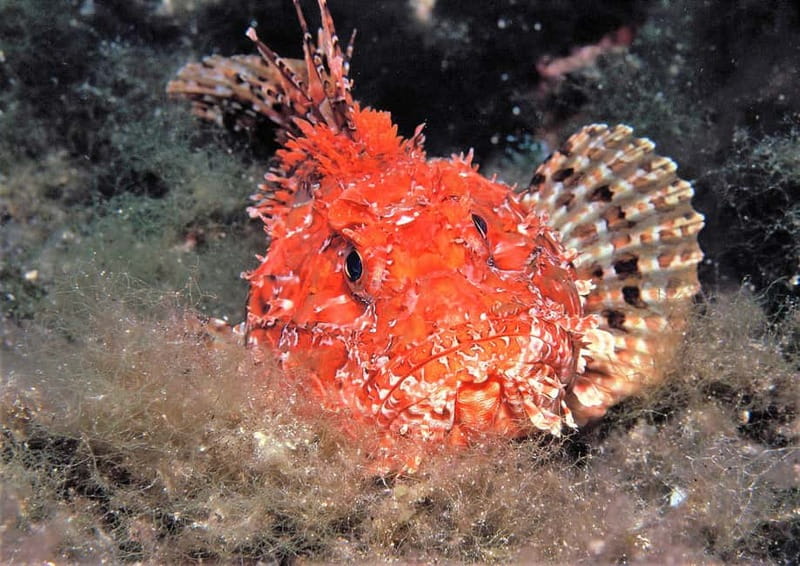 Ibiza Scuba Diving for Beginners and Snorkeling - The schedule that keeps first-timers calm