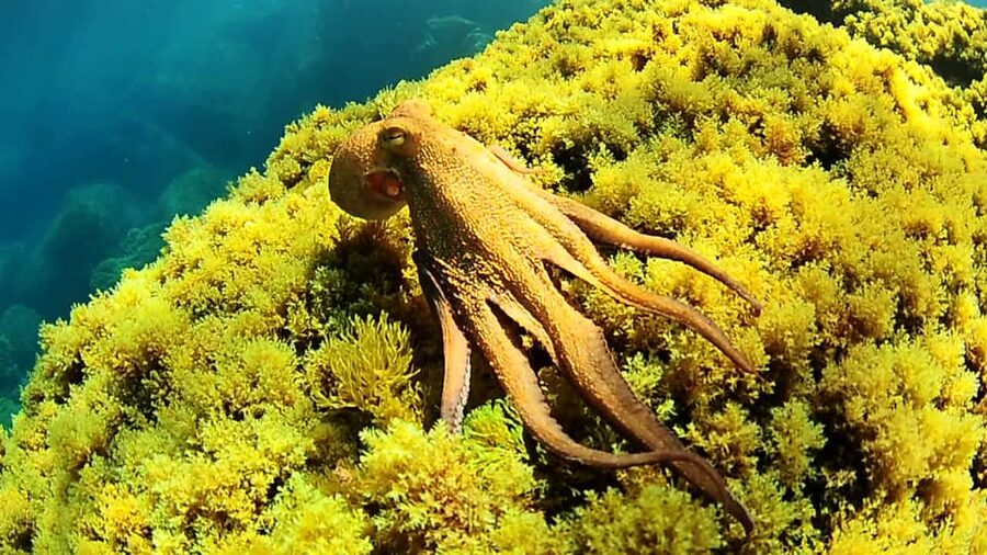 Ibiza: Snorkeling and SUP Paddle, Beach and Cave Boat Tour - A West-Coast Boat Day With Two Coves and a Sea Cave Try