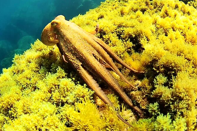 Ibiza Snorkeling Beach and Cave Tour - Boats, buoys, and why you might not step onto the sand