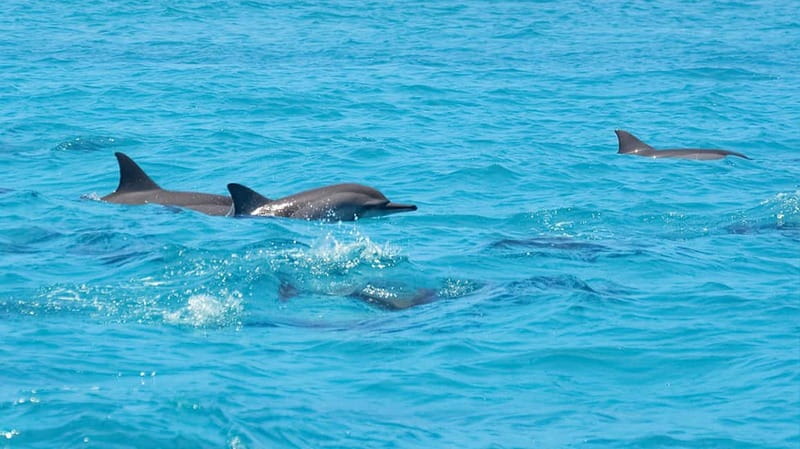 Santa Eulalia: Jet Ski Tour with Optional Dolphin Searching - Jet Ski Thrills From Marina Santa Eulalia