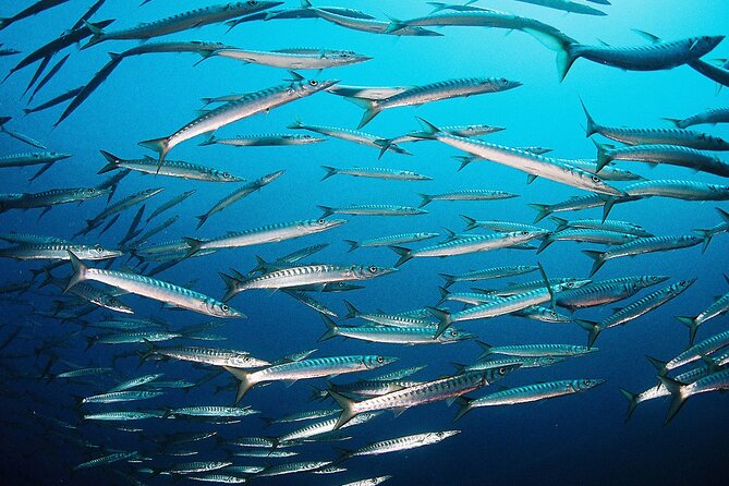 Scuba Diving Baptism and Snorkeling in Ibiza - Gear and comfort tips you should plan before you arrive